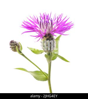 short fringed knapweed  flower isolated on white background Stock Photo