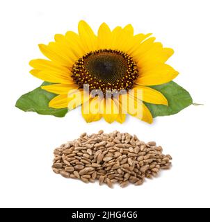 Sunflower flower and  seeds heap isolated on white background Stock Photo
