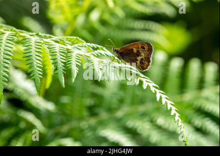 Gatekeeper butterfly resting on bracken frond Stock Photo