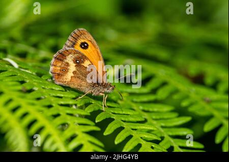 Gatekeeper butterfly resting on bracken frond Stock Photo