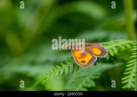 Gatekeeper butterfly sunning on bracken frond Stock Photo