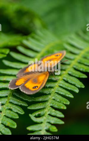 Gatekeeper butterfly sunning on bracken frond Stock Photo
