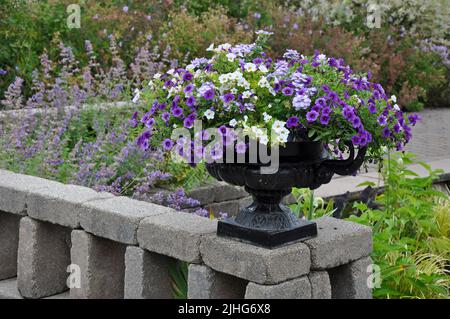 Beautiful purple and white petunias in black planter Stock Photo