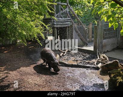 A keeper at ZSL London Zoo gives Nicky the pygmy hippo a cooling shower during the heatwave. Picture date: Monday July 18, 2022. Stock Photo