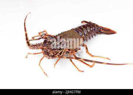Fresh spiny lobster or sea crayfish isolated on white background, raw common Mediterranean lobster Stock Photo