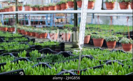 The thermometer measures the air temperature in the greenhouse where are nursing and grown seedlings. Stock Photo