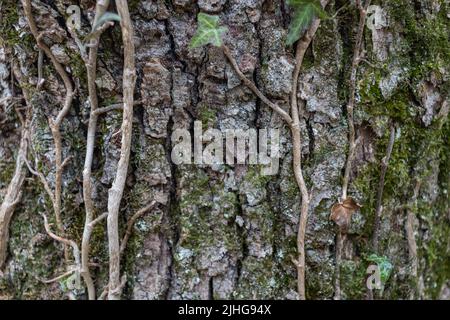 Natural background with textured grey bark and green ivy leaves on border. Park and eco-friendly banner. Copyspace Stock Photo