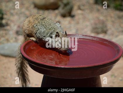 A ground squirrel drinks from a backyard birdbath in Santa Fe, New Mexico. Stock Photo