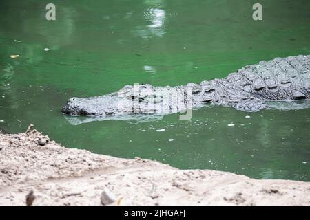 Crocodile swimming in water Stock Photo