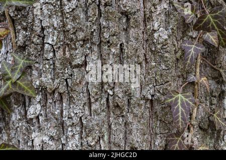 Natural background with textured grey bark and green ivy leaves on border. Park and eco-friendly banner. Copyspace Stock Photo