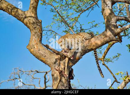 A Leopard in a tree, eating the antelope it has killed. Kruger National Park, South Africa. Stock Photo