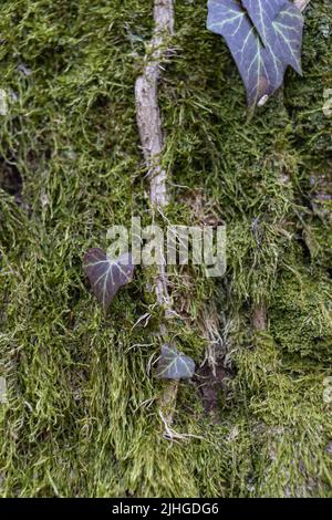 Ivy Growing on a Mossy Tree Trunk. Ivy climbing on mossy bark of a tree. Close up Stock Photo
