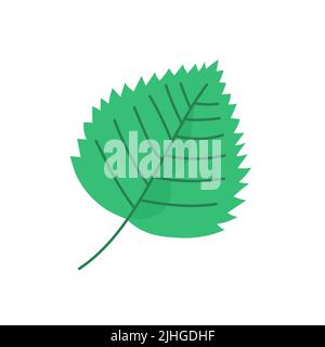 One green birch leaf. Birch tree. Botany and garden. Nature and plants. Flat vector illustration isolated on white background Stock Vector