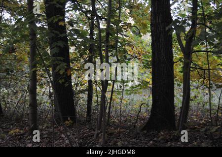 Bad Bramstedt /Germany.  07.October 2018.. Falls and autumn leaves and tree colour in Bad Bramstedt in Germany . .  (Photo. .Francis Joseph Dean / Deanpictures. Stock Photo