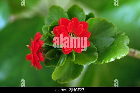 Kalanchoe Blossfeld is a perennial herbaceous succulent flowering plant of the Crassulaceae family. Stock Photo