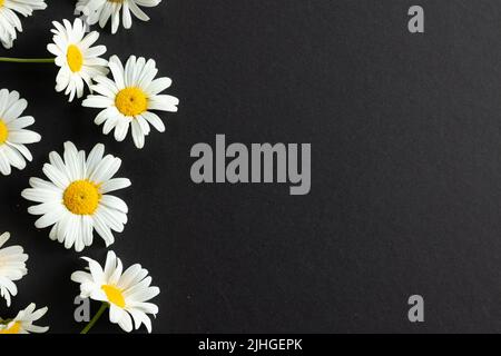 Border of white daisy flowers with bright yellow middles on a black background with copy space Stock Photo