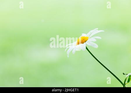 White daisy flowers against a vibrant green field with reflection of flowers in glass, with copy space Stock Photo