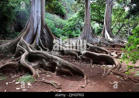 The roots and bottom of the tree trunk of three large sprawling Moreton Bay Fig Trees in a tropical rainforest in the Allerton Gardens, Kauai, Hawaii, Stock Photo