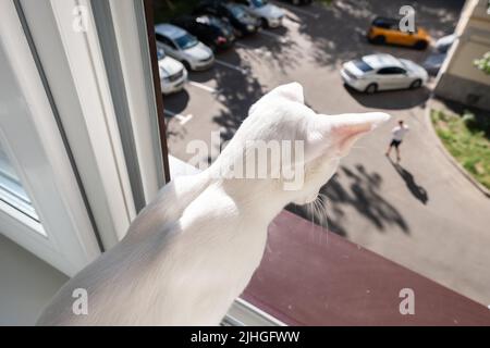 Oriental shorthair white cat looking out the window Stock Photo
