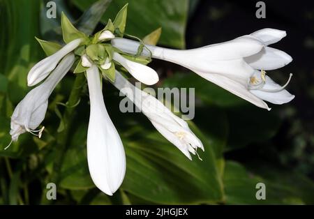 Flowers Fragrant Lily is a perennial herbaceous plant, the Liliaceae family. Stock Photo