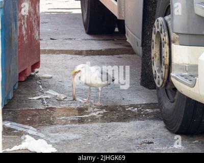 A Herring Gull, Larus argentatus trying to swallow a large peice of fish, outside a fish processing factory in Aberdeen, Scotland, UK. Stock Photo