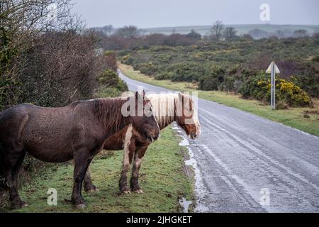 Bodmin Ponies grazing on the side of a road in miserable misty weather on the wild Goonzion Downs on Bodmin Moor in Cornwall. Stock Photo