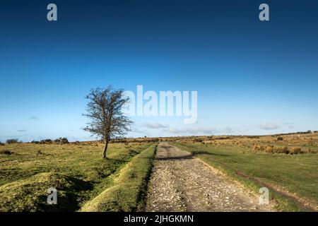 A lone tree growing next to a rough track on Craddock Moor on the rugged Bodmin Moor in Cornwall UK. Stock Photo