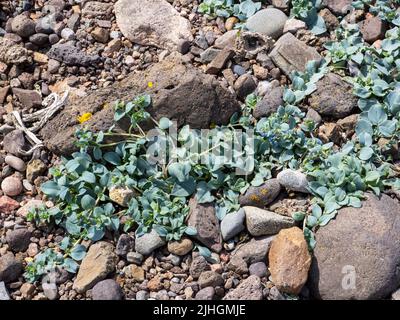 Oysterplant, Mertensia maritima, a rare coastal plant growing at Stenness on Mainland Shetland, Scotland, UK. Stock Photo