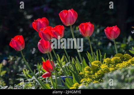 Red tulips in full bloom in a garden Stock Photo