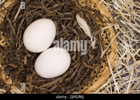 Two chicken eggs in a nest Stock Photo