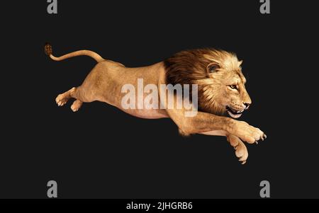 3d Illustration of Dangerous Lion  Acts and Poses Isolated on Black Background with Clipping Path, Project Big Cat Wildlife. Stock Photo