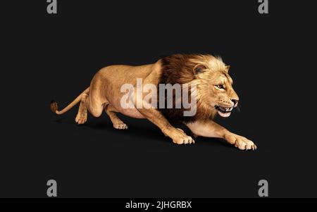 3d Illustration of Dangerous Lion  Acts and Poses Isolated on Black Background with Clipping Path, Project Big Cat Wildlife. Stock Photo