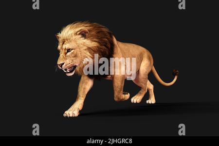 3d Illustration of Dangerous Lion  Acts and Poses Isolated on Black Background with Clipping Path, Project Big Cat Wildlife. Stock Photo