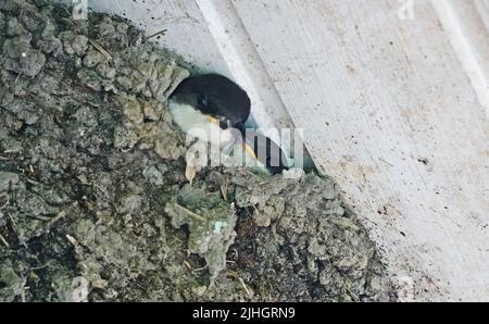 Two young common house martin (Delichon urbicum) birds waiting for their parents to bring food . The nests are constructed by both sexes with mud pell Stock Photo