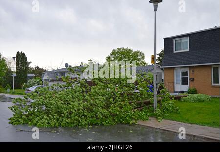 A large tree falls across the suburban street in Gatineau, Quebec, Canada. Stock Photo