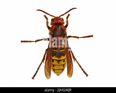 top view of a european hornet, Vespa Crabro, isolated on white background Stock Photo