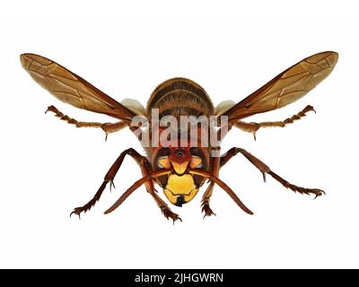 Front view of a european hornet, Vespa Crabro, isolated on white background, Macro studio photography Stock Photo