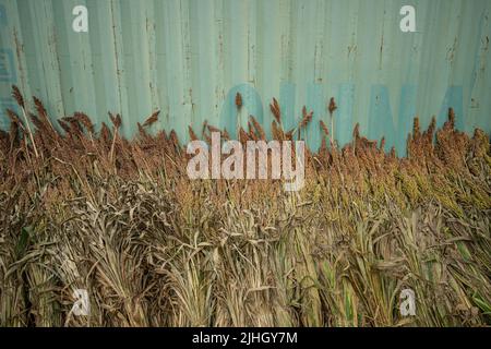 Stalks of millet drying against weathering wall Stock Photo