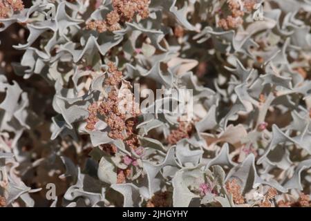 Red flowering staminate cymose head inflorescences of Atriplex Hymenelytra, Amaranthaceae, native shrub in the Northern Mojave Desert, Springtime. Stock Photo