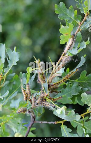 Buff tip moth (Phalera bucephala) caterpillars on damaged oak foliage. Stock Photo