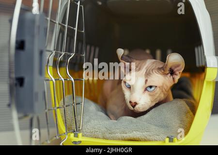 Close up of hairless cat in carrier with open door, pet transportation and vet clinic concept Stock Photo