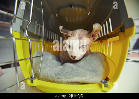 Front view portrait of hairless cat in carrier with open door, pet transportation and vet clinic concept Stock Photo