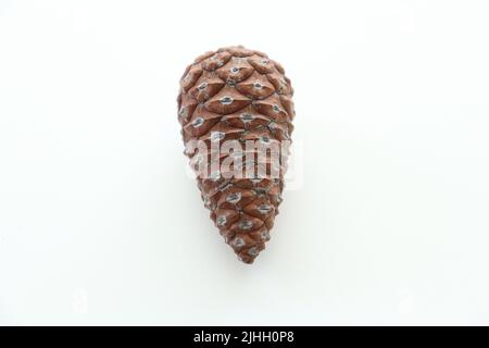 Lone pine cone isolated on white background. Unopened pine cone. conifer tree idea concept. No people, nobody. Top view. Copy space. Space for text. Stock Photo