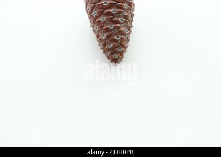 Pine cone half isolated on white background. unpeeled or unopened brown pinecone. Conifer tree idea concept. Top view, above. Copy space. No people. Stock Photo