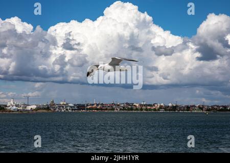 Common gull or Larus canus flying or gliding with Helsinki skyline in the background Stock Photo