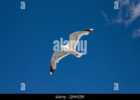 Low-angle view of common gull or Larus canus flying or gliding in the air Stock Photo