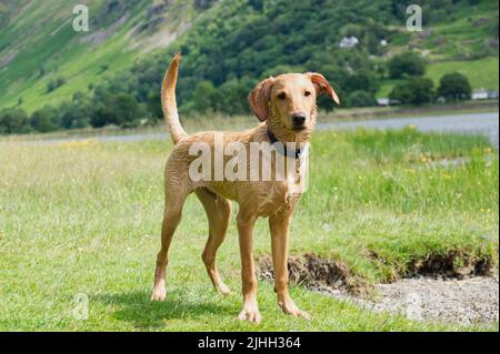 Red Fox Labrador 6 month old Puppy Stock Photo