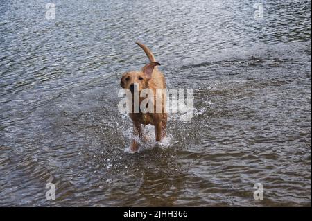 Red Fox Labrador 6 month old Puppy Stock Photo