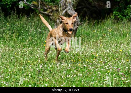 Red Fox Labrador 6 month old Puppy Stock Photo