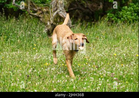 Red Fox Labrador 6 month old Puppy Stock Photo